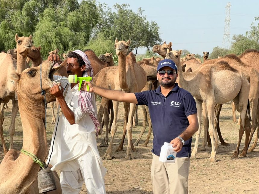 Free Veterinary Camp Treats Over 400 Animals in Islamkot